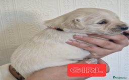 Golden Retriever dogs for sale: 🐾Pure Golden retrievers puppy🐾 - Image 12