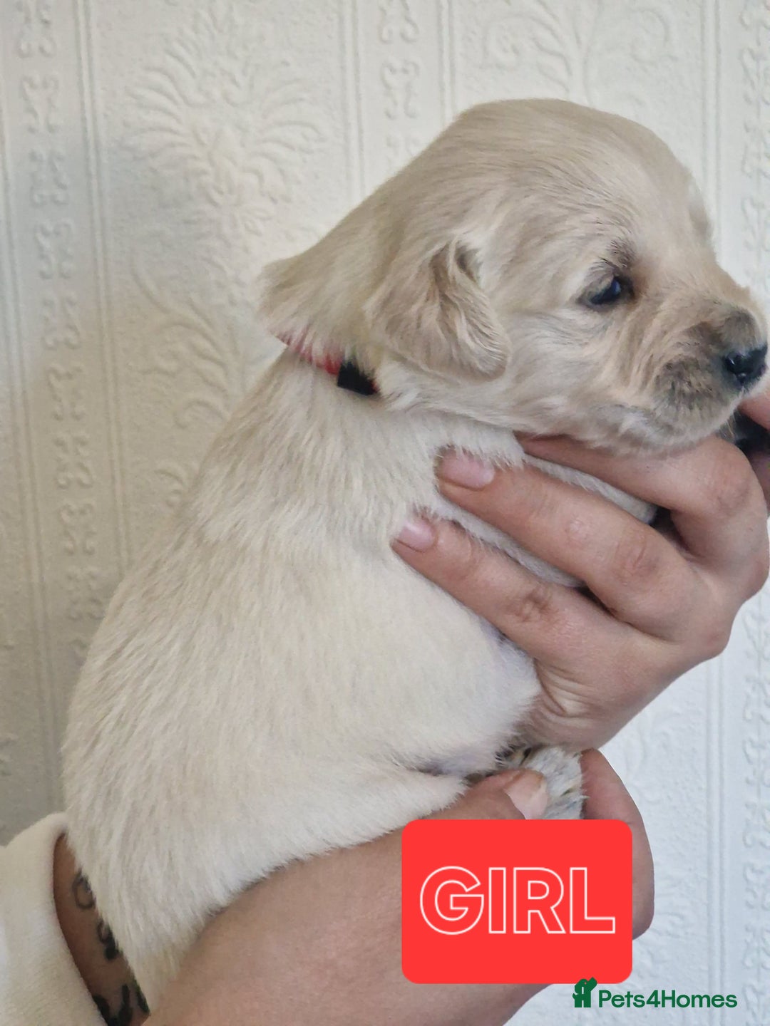 Golden Retriever dogs for sale: 🐾Pure Golden retrievers puppy🐾 - Image 12