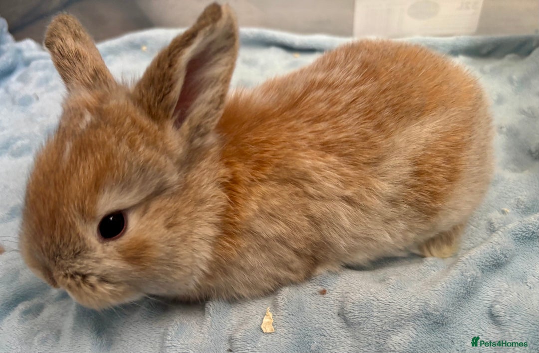 Mini Lop rabbits for sale: Beautiful Mini Lop Baby Bunnies 🐰 - Advert 22