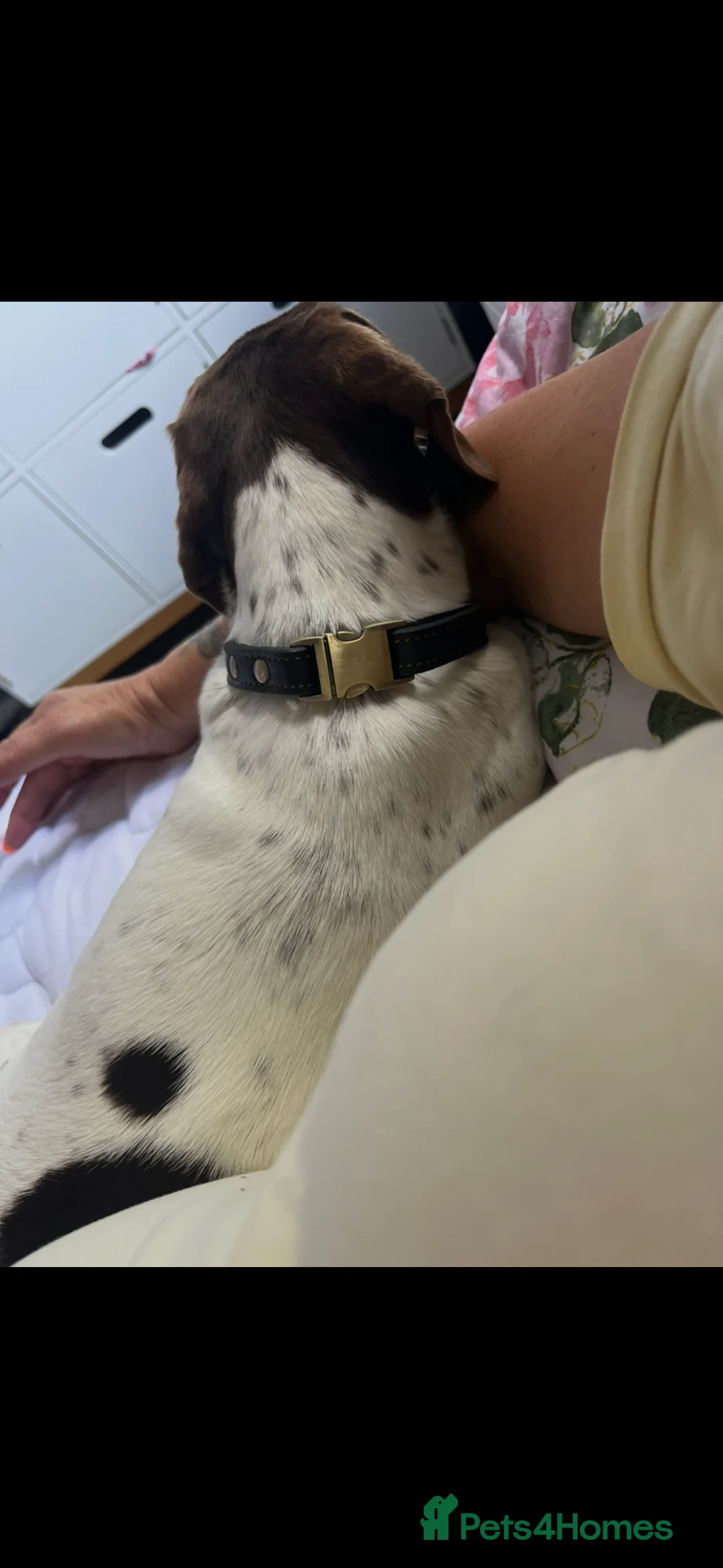 Dachshund dogs for sale: piebald Miniature, dachshund girl  - Advert 3