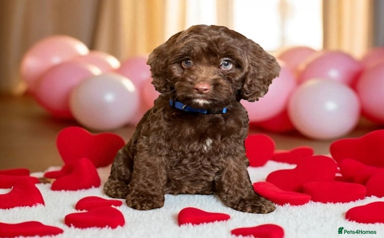 Cockapoo dogs - Advert 2