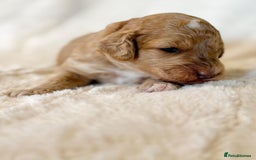 Cockapoo dogs for sale: F1b Miniature Cockapoo Pups Fully Health Tested - Advert 28