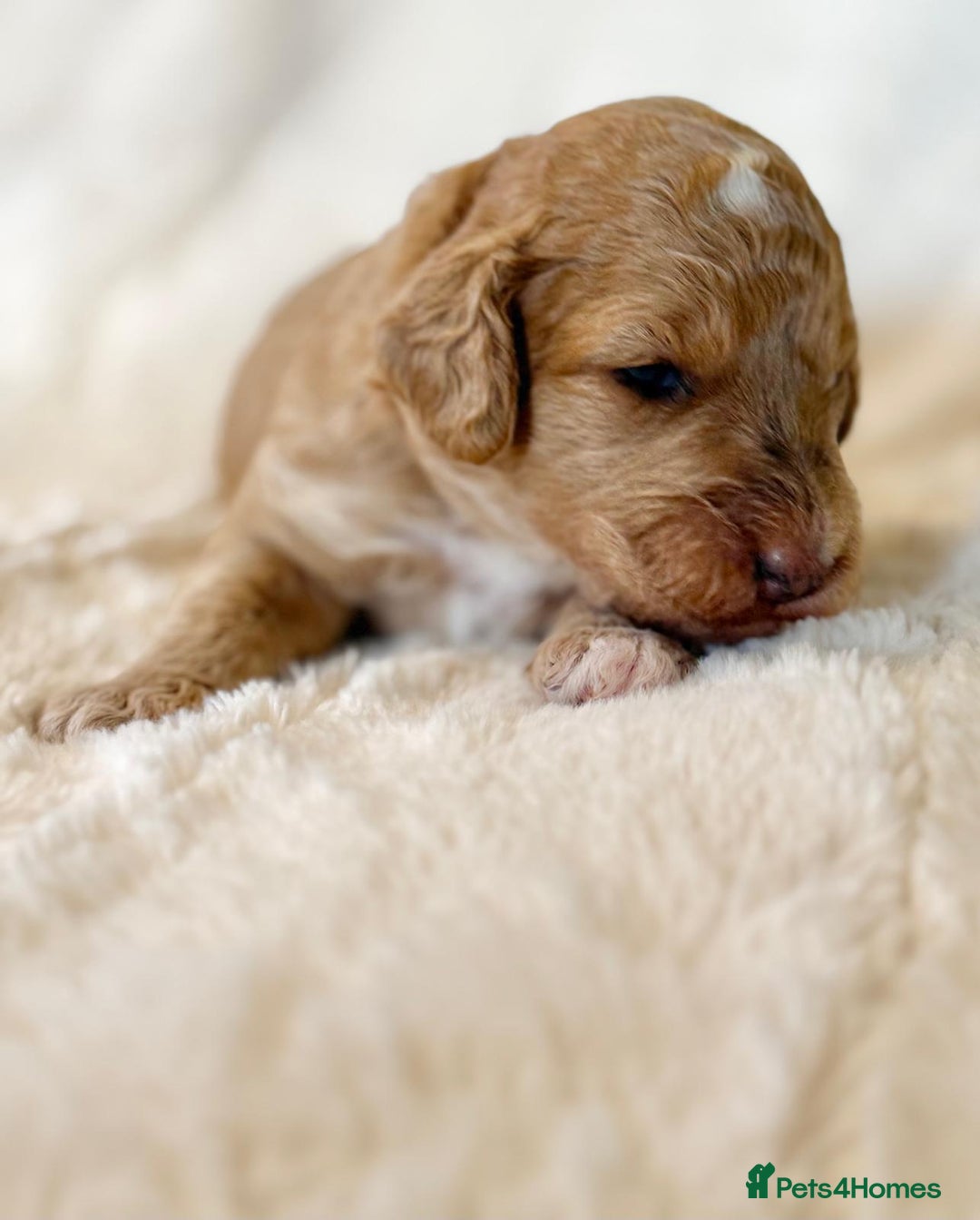 Cockapoo dogs for sale: F1b Miniature Cockapoo Pups Fully Health Tested - Advert 28