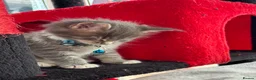 Maine Coon cats for sale: Maine coon kittens - Advert 7