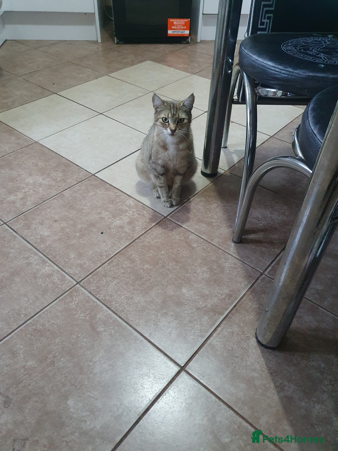 Bengal cats for sale: Davina - Image 1