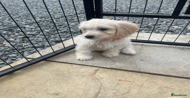 Mixed Breed dogs - Advert 1