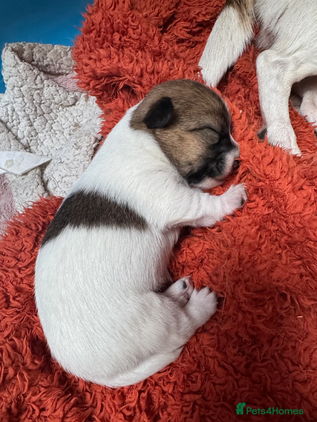 Jack Russell dogs for sale: Beautiful Jack Russell pups  - Advert 2