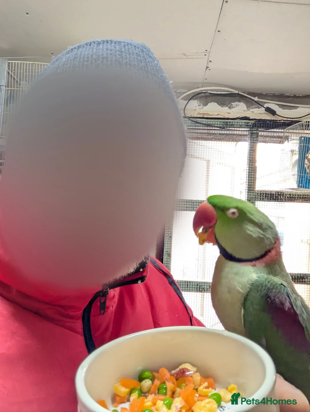 Parrots birds for sale: ALEXANDRIAN PARROT FOR SALE  in Cardiff - Advert 2