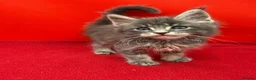 Maine Coon cats for sale:     Health Tested TICA Reg Maine Coon Kittens  - Advert 8