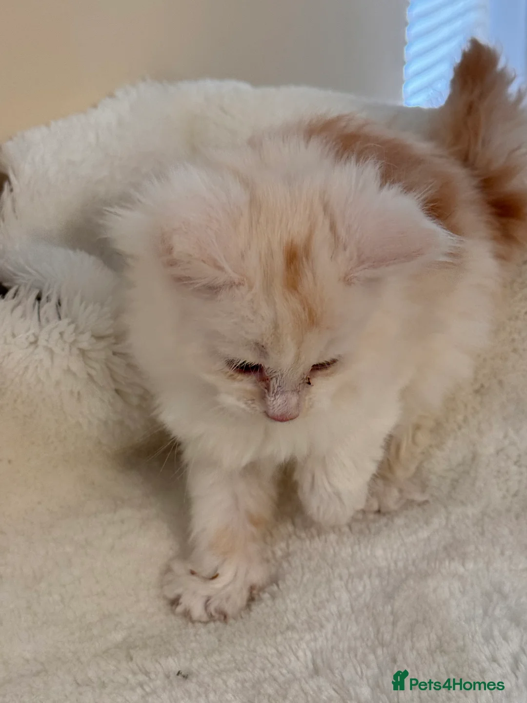 Maine Coon cats for sale: The last Maine Coon Shaded Line kittens pedigrees - Advert 3