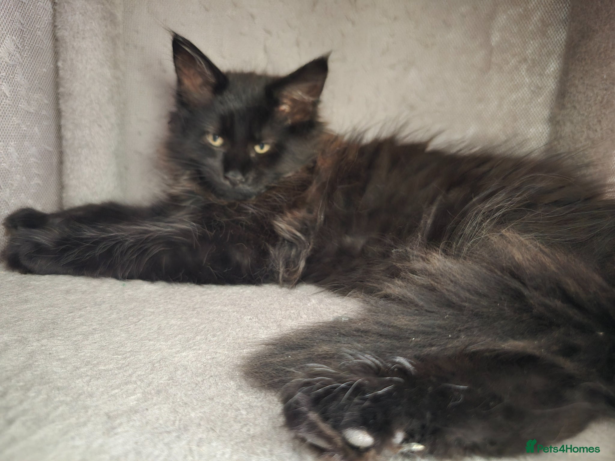Maine Coon cats Two Beautiful Maine coons  - Advert 2