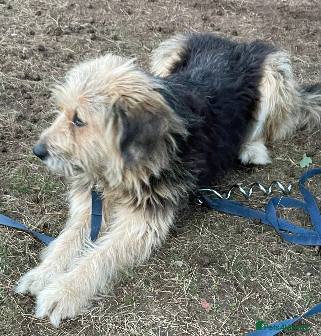 Mixed Breed dogs for adoption: Meet AIDA - a Superb big Girl, for a Loving Home - Image 11