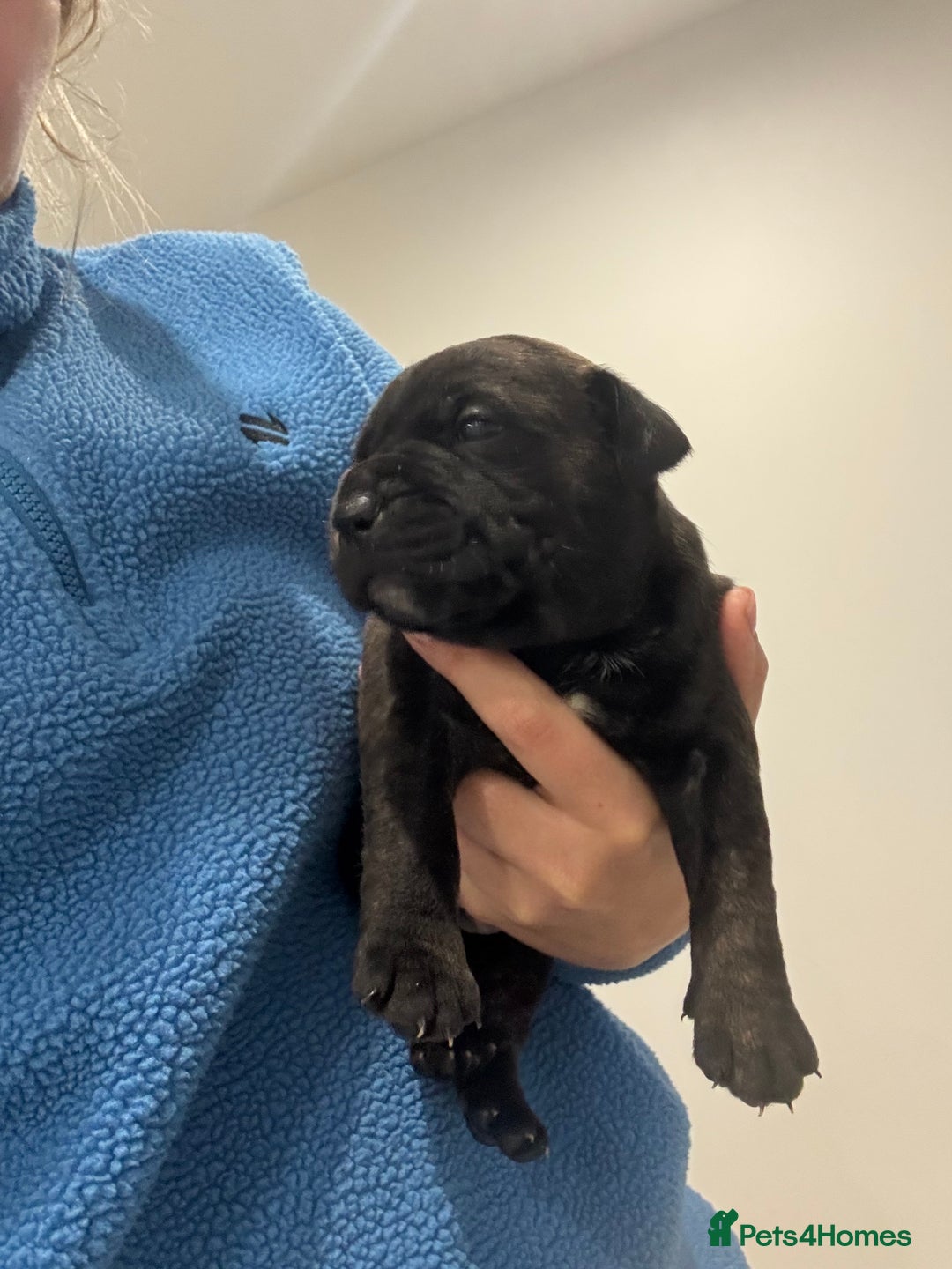 Staffordshire Bull Terrier dogs for sale: 4 Staffordshire bull terrier puppies  - Advert 10