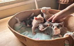 Devon Rex cats for sale: Adorable pure Devon Rex kittens  - Image 5