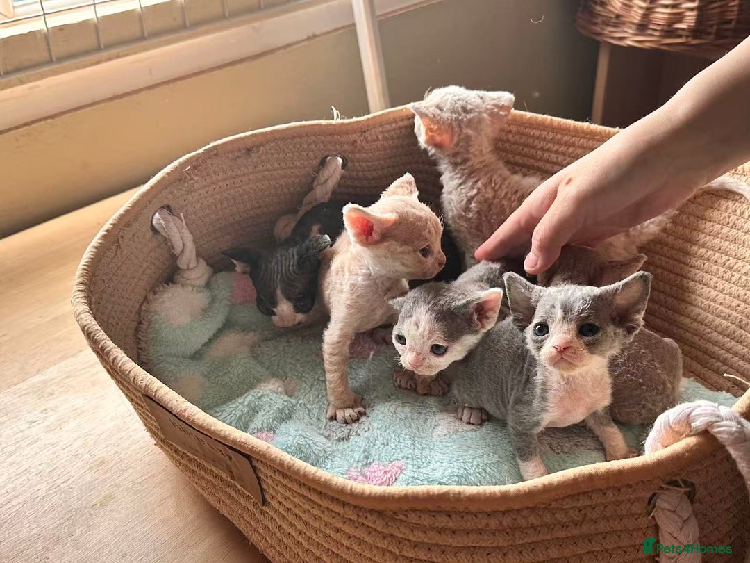 Devon Rex cats for sale: Adorable pure Devon Rex kittens  - Image 5