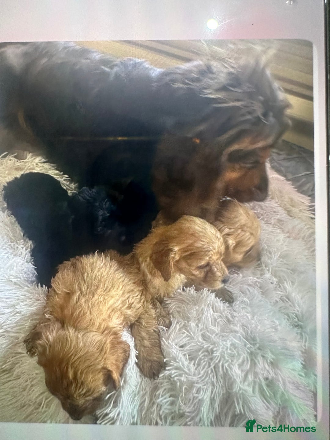 Cockapoo dogs for sale: Cockapoo puppies for sale - Advert 4