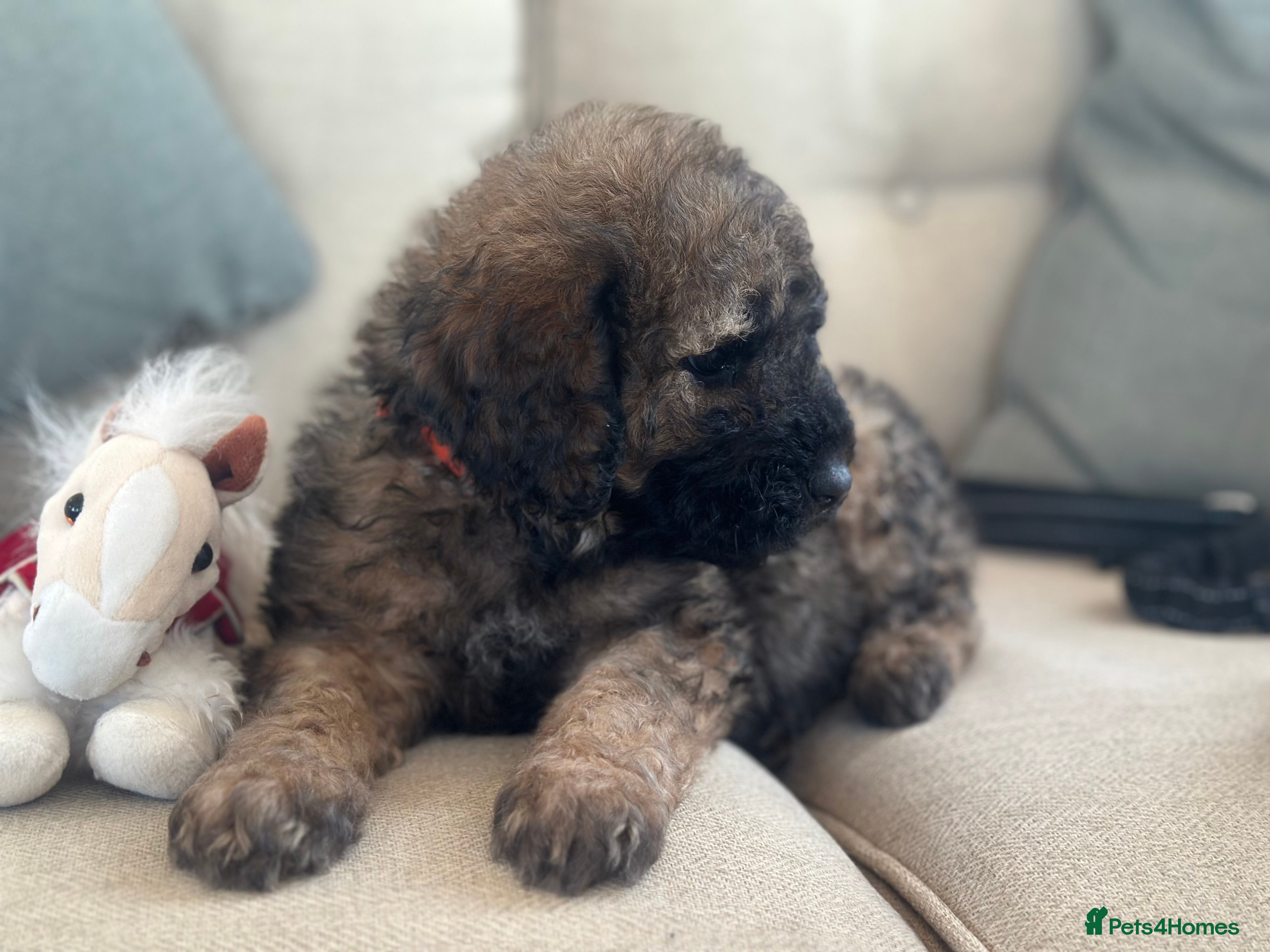 Mixed Breed dogs F1B STANDARD STBERNADOODLE GIRLS REDUCED 1295 - Advert 1