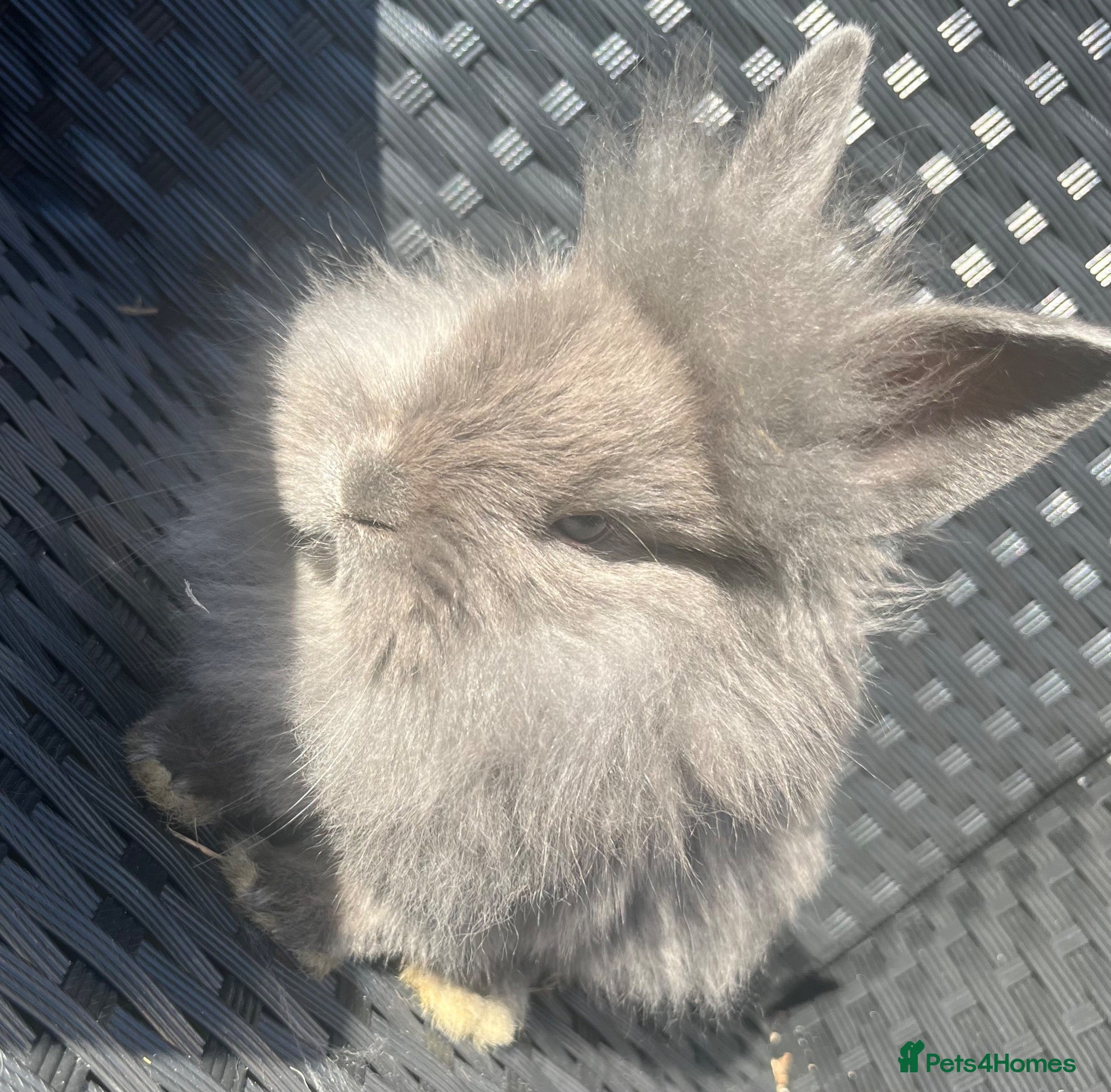 Mini Lion Lop rabbits Ready to go lionhead lops - Advert 2