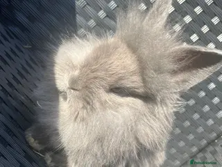 Mini Lion Lop rabbits Ready to go lionhead lops - Advert 2