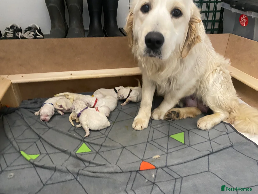 Golden Retriever dogs for sale: Our beautiful golden retriever pups in Shrewsbury - Advert 2