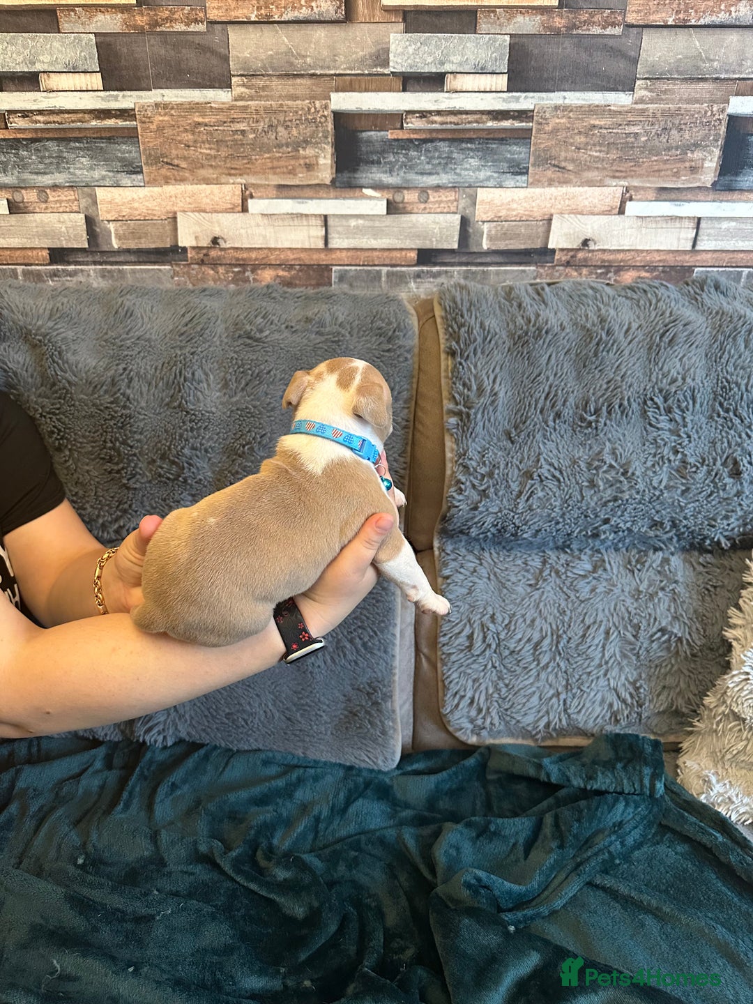 American Bully dogs for sale: 🐾 ABKC Registered Micro/Pocket Bully Puppies! 🐾 - Image 26