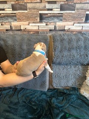 American Bully Puppy 9 light blue collar
