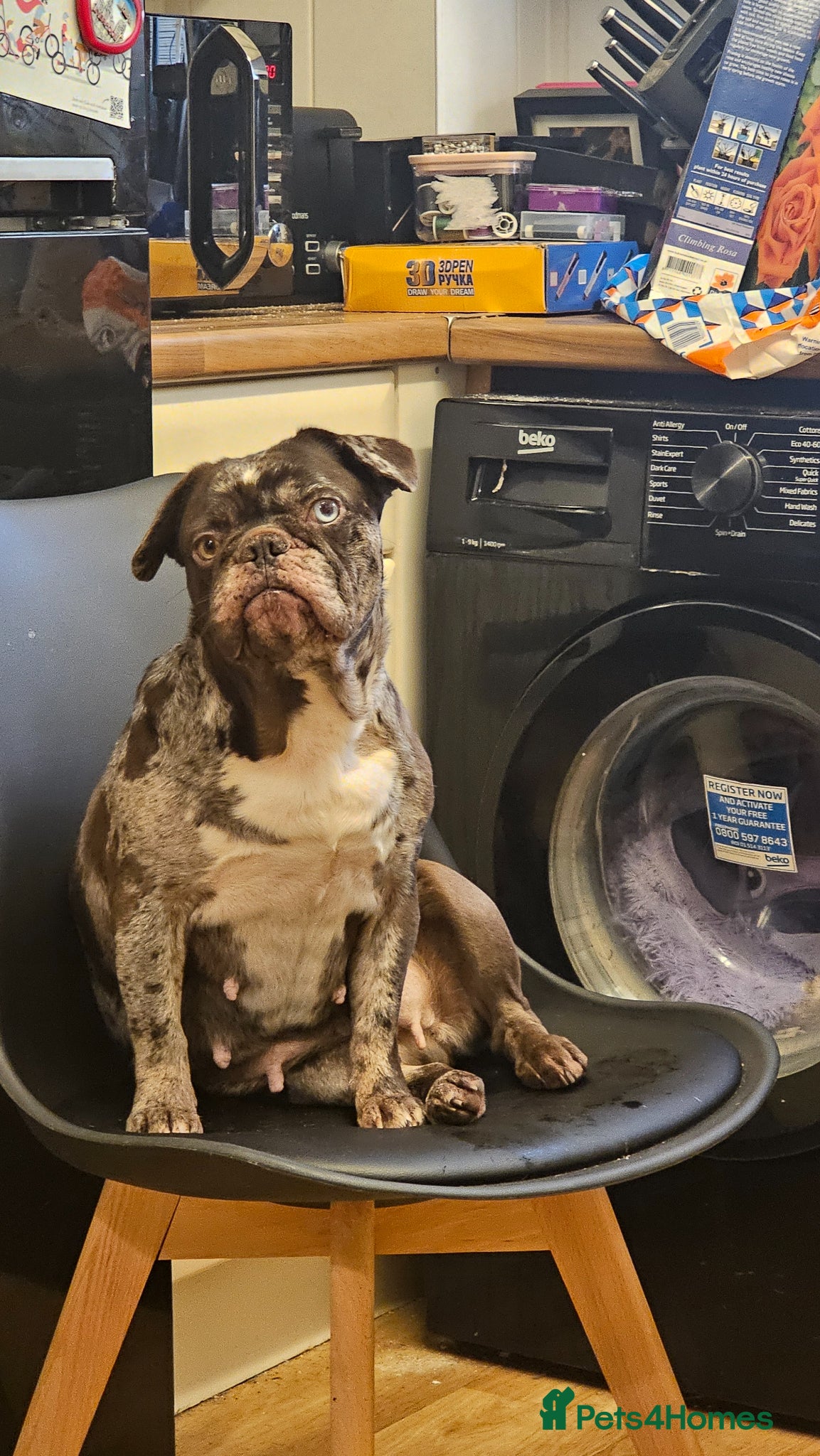French Bulldog dogs Chocolate merle female French bulldog  - Advert 2