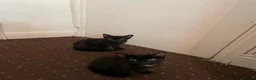 Mixed Breed cats for sale: 2 kittens male waiting to be loved - Advert 6