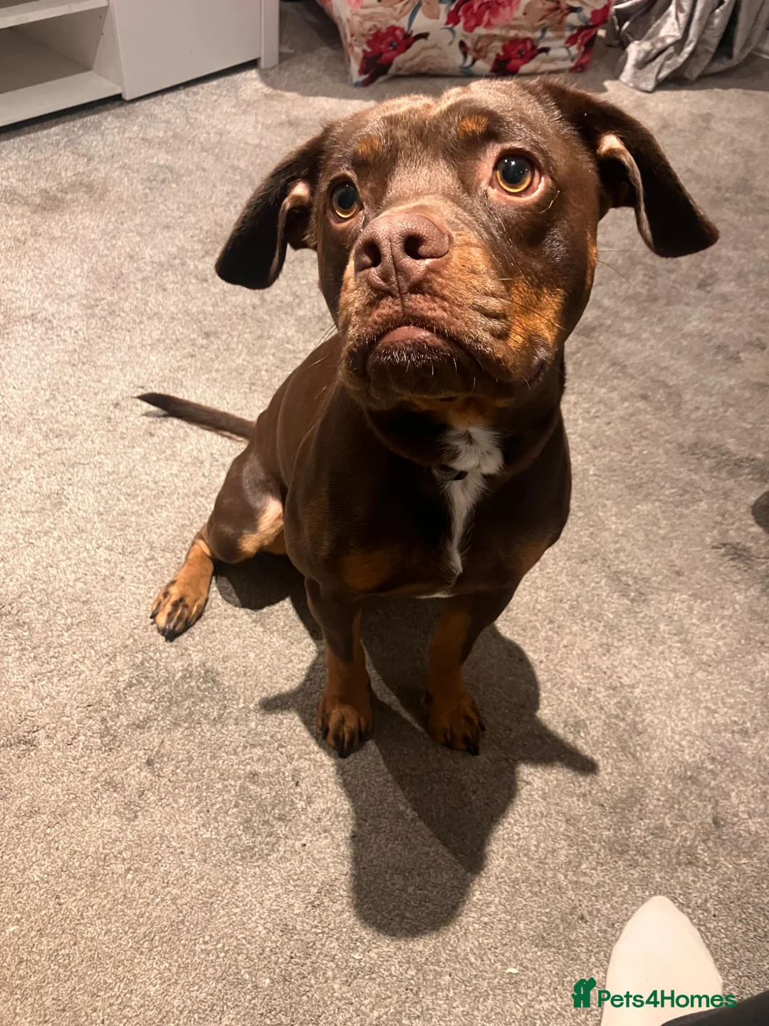 Mixed Breed dogs for sale: Jeff-beautiful cockerbull - Advert 2