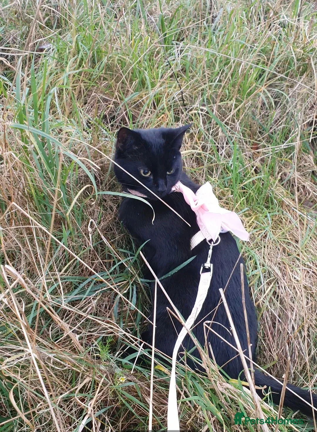 Mixed Breed cats for sale: 6 adorable mixed breed kittens  - Advert 10