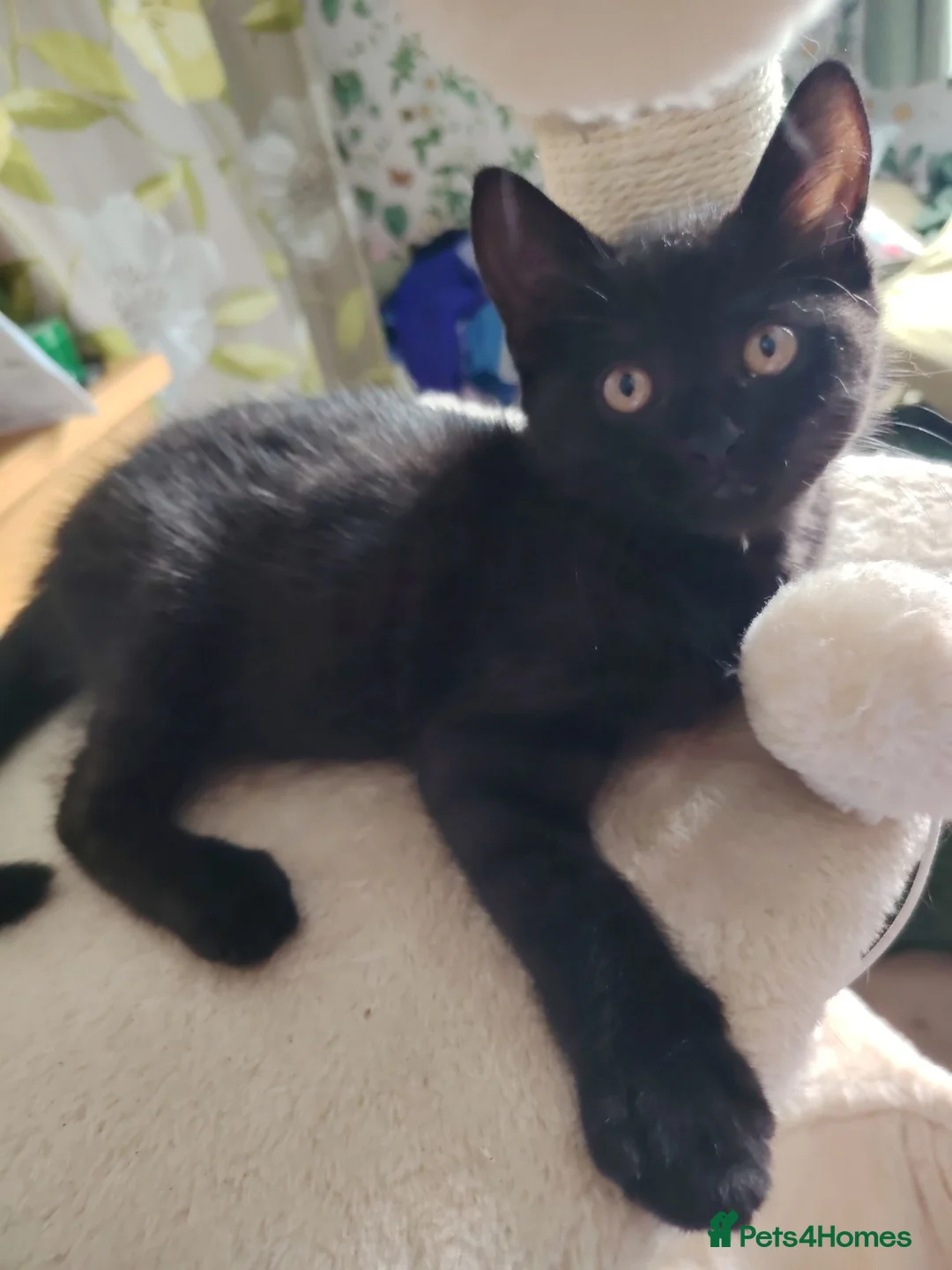 British Shorthair cats for sale: Beautiful kitten - Advert 2