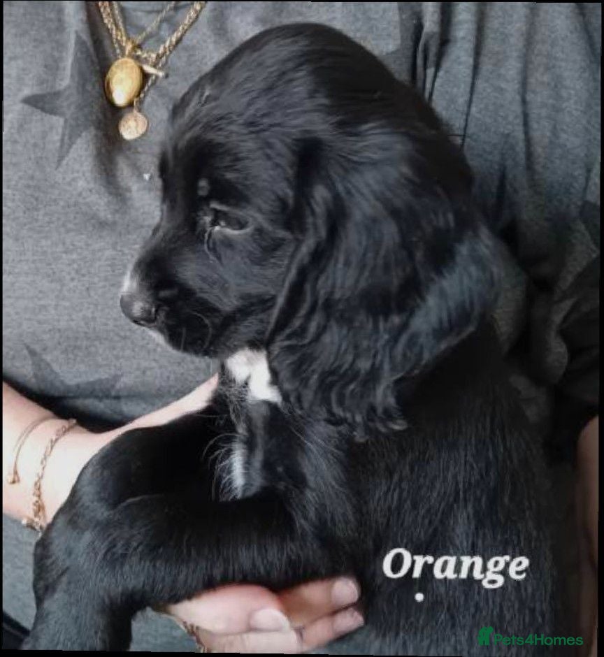 Sprocker dogs Beautiful Sprocker Puppies  - Advert 2
