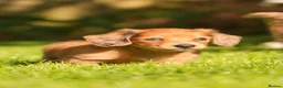 Miniature Dachshund dogs for sale: KC registered long haired miniature dachshunds  - Advert 4
