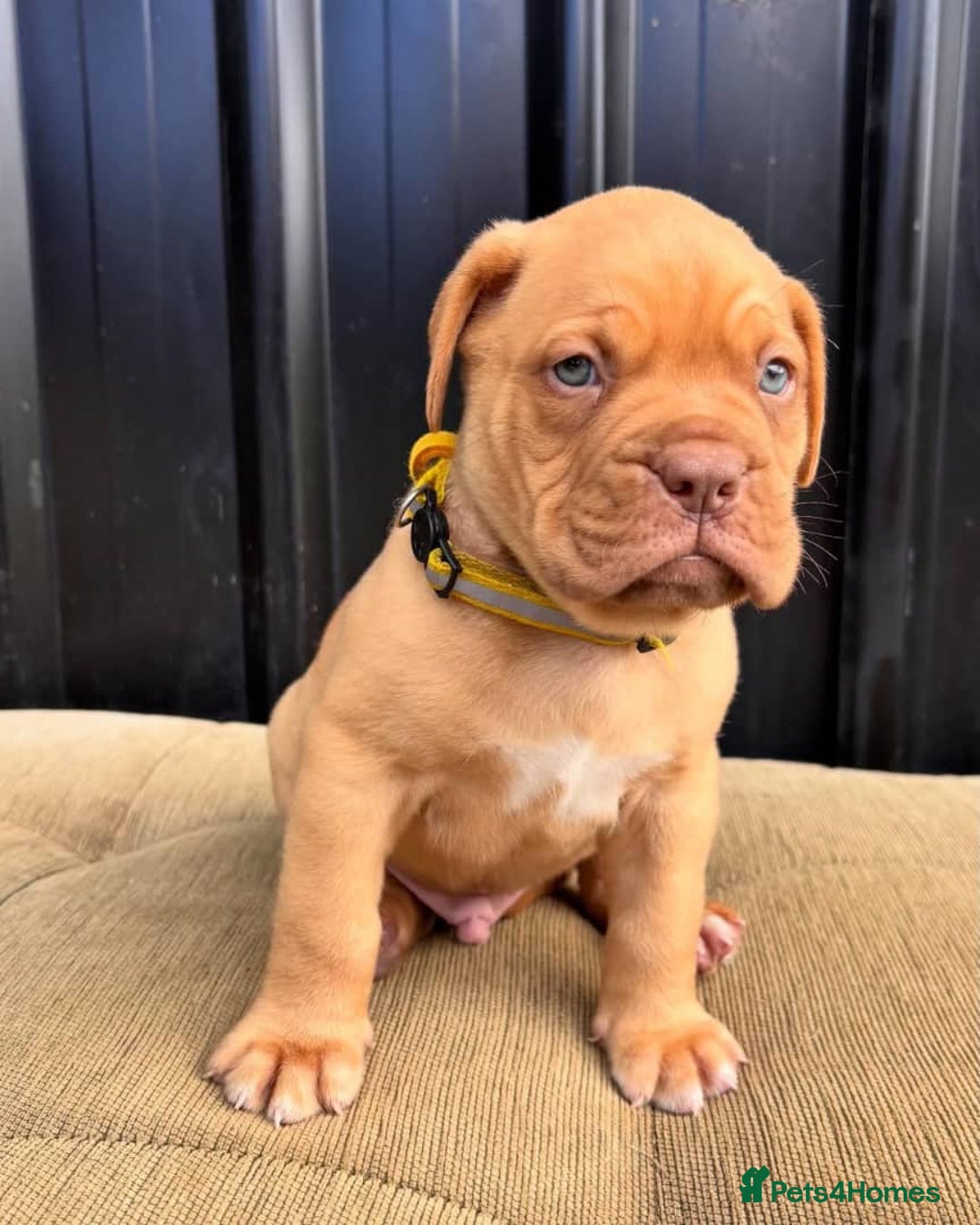Dogue De Bordeaux dogs for sale: Majestic Dogue de Bordeaux Puppies for Rehom🐾👑 - Advert 8
