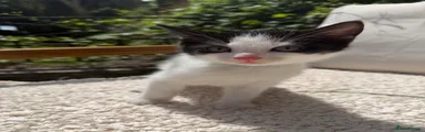 Turkish Angora 3