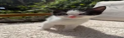 Turkish Angora cats for sale: 😻 Adorable Turkish Angora X Kittens - Advert 12