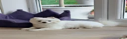 Pomeranian dogs for sale: Lovable Male Pomeranian  - Advert 3