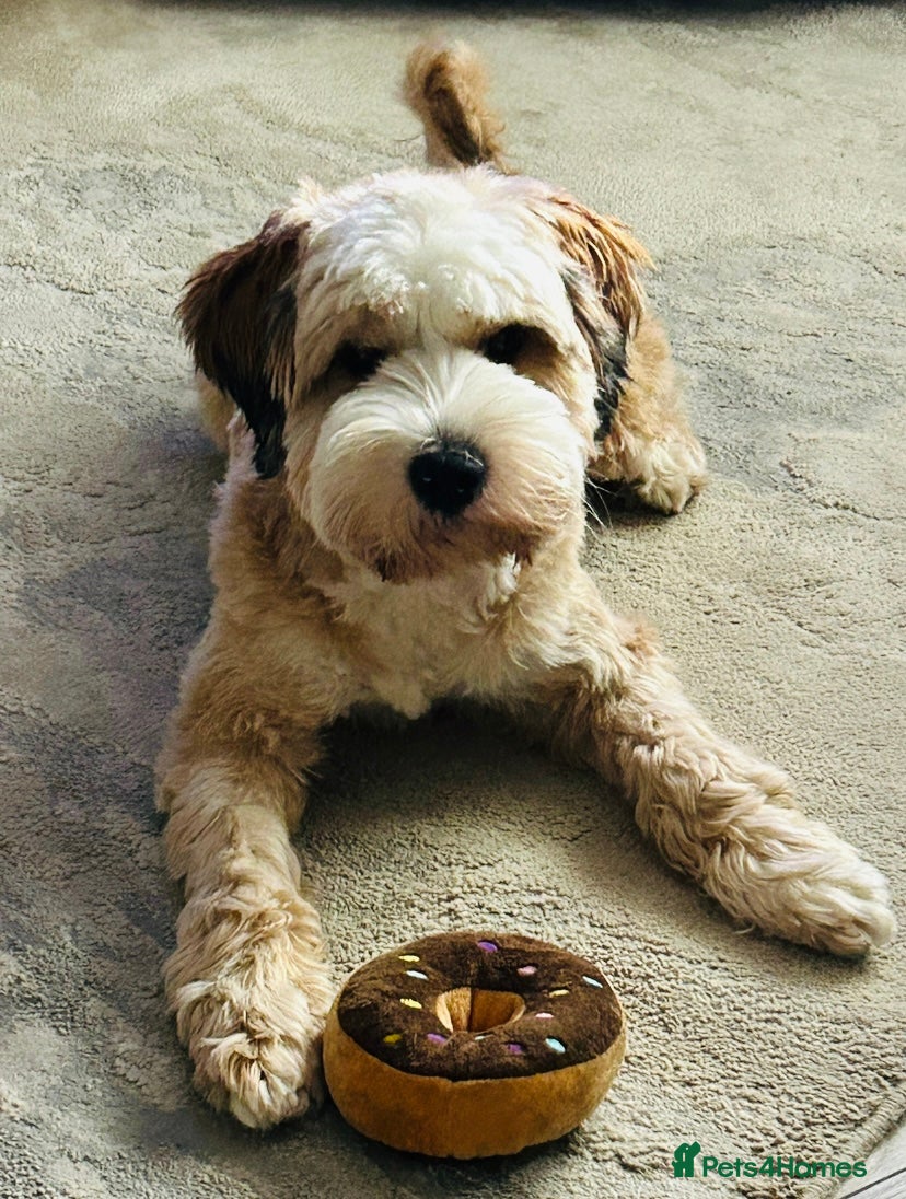 Tibetan Terrier dogs Excellent KC Reg Proven Tibetan Terrier for Stud - Advert 1