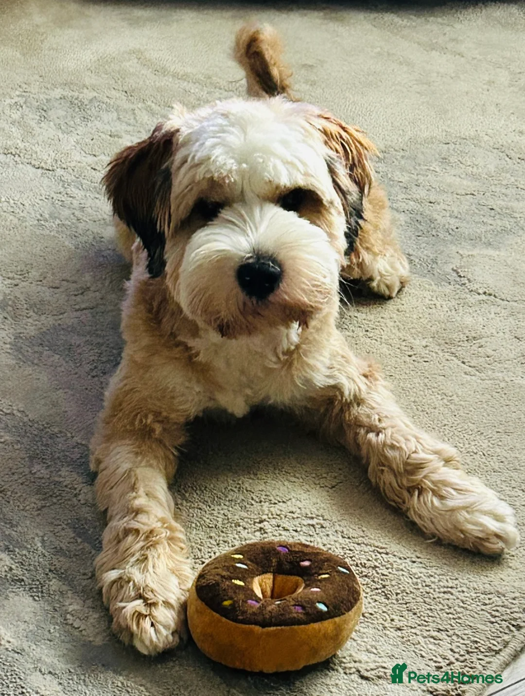 Tibetan Terrier dogs for stud: Excellent KC Reg Proven Tibetan Terrier for Stud in Oldham - Advert 9