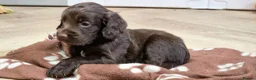 Cocker Spaniel dogs for sale: 6 CHOCOLATE KC WORKING TYPE COCKER SPANIEL - Advert 4
