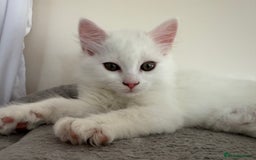 Persian cats for sale: Fluffy indoor kittens-Persian&Main Coon cross  - Image 17