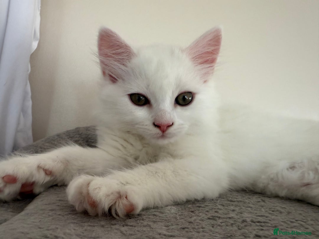 Persian cats for sale: Fluffy indoor kittens-Persian&Main Coon cross  - Image 17
