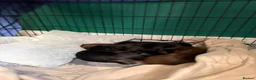 Dachshund dogs for sale: Dachshund puppies  - Advert 10
