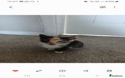 Mixed Breed cats for sale: 4 fluffy playful kittens - Image 3