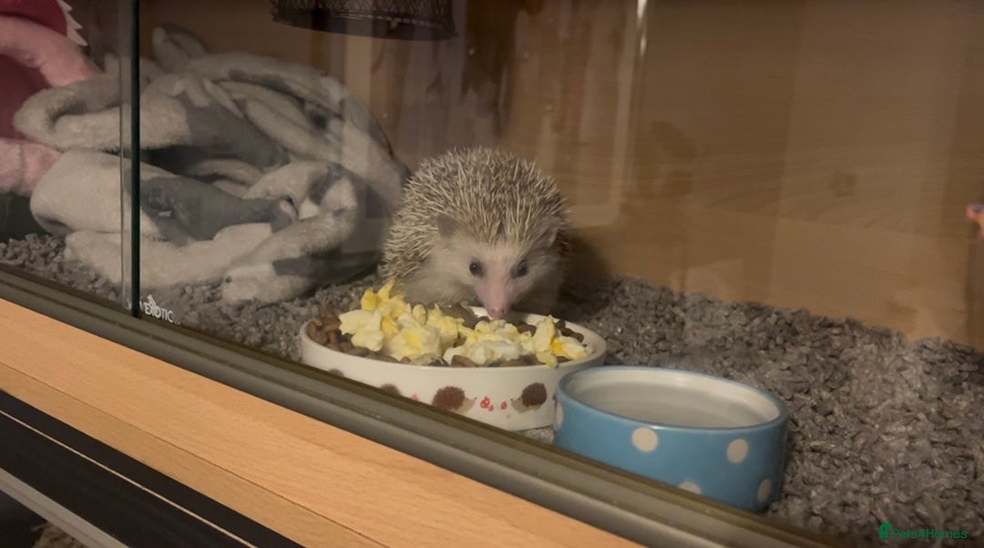 Pygmy Hedgehog rodents for sale: Gorgeous Mr Prickles - Advert 2
