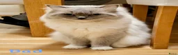 Mixed Breed cats for sale: 💖 MAINE COON X RAGDOLL *PARENTS HEALTH TESTED* 💖 - Advert 29