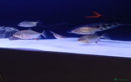 Brackish Fish fish for sale: Have 7 silver dollars 2 arowana for sale.  - Image 1