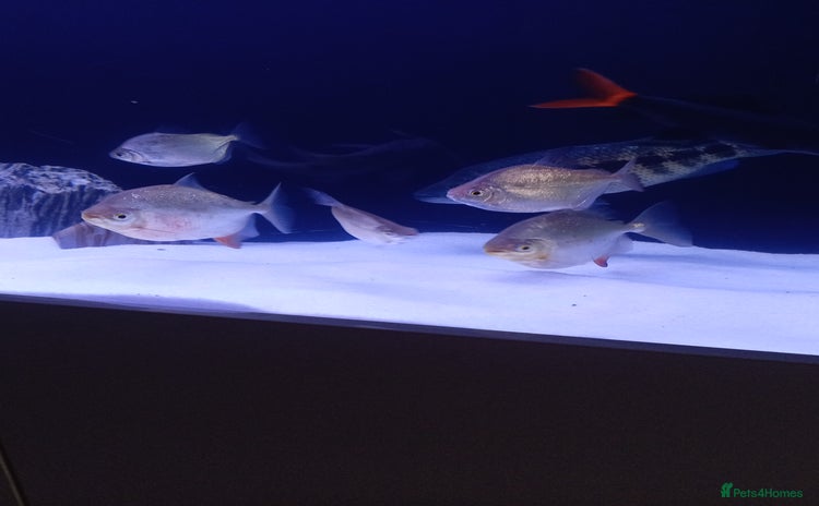Brackish Fish fish - Advert 6