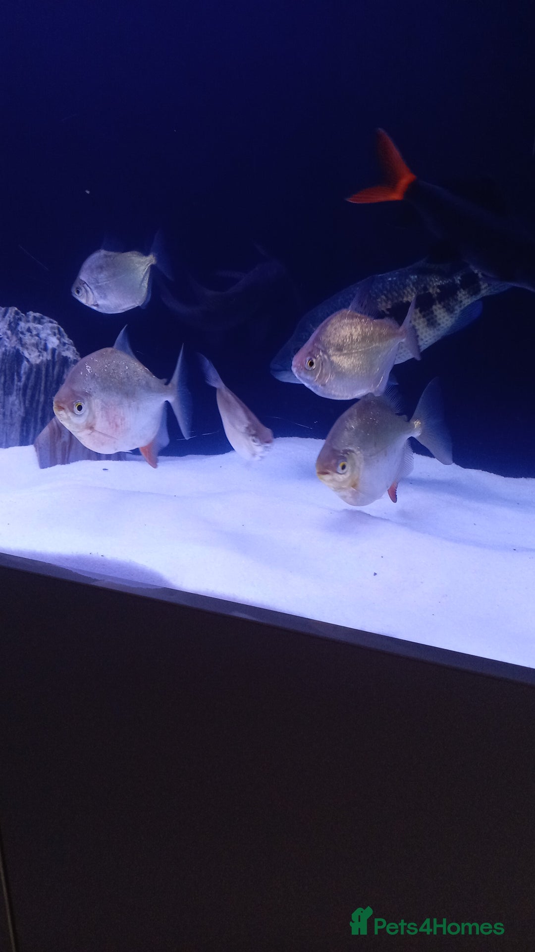 Brackish Fish fish for sale: Have 7 silver dollars 2 arowana for sale.  - Image 1