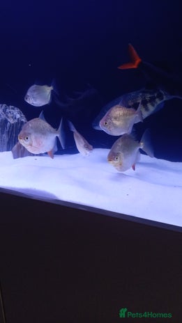 Brackish Fish fish - Advert 11